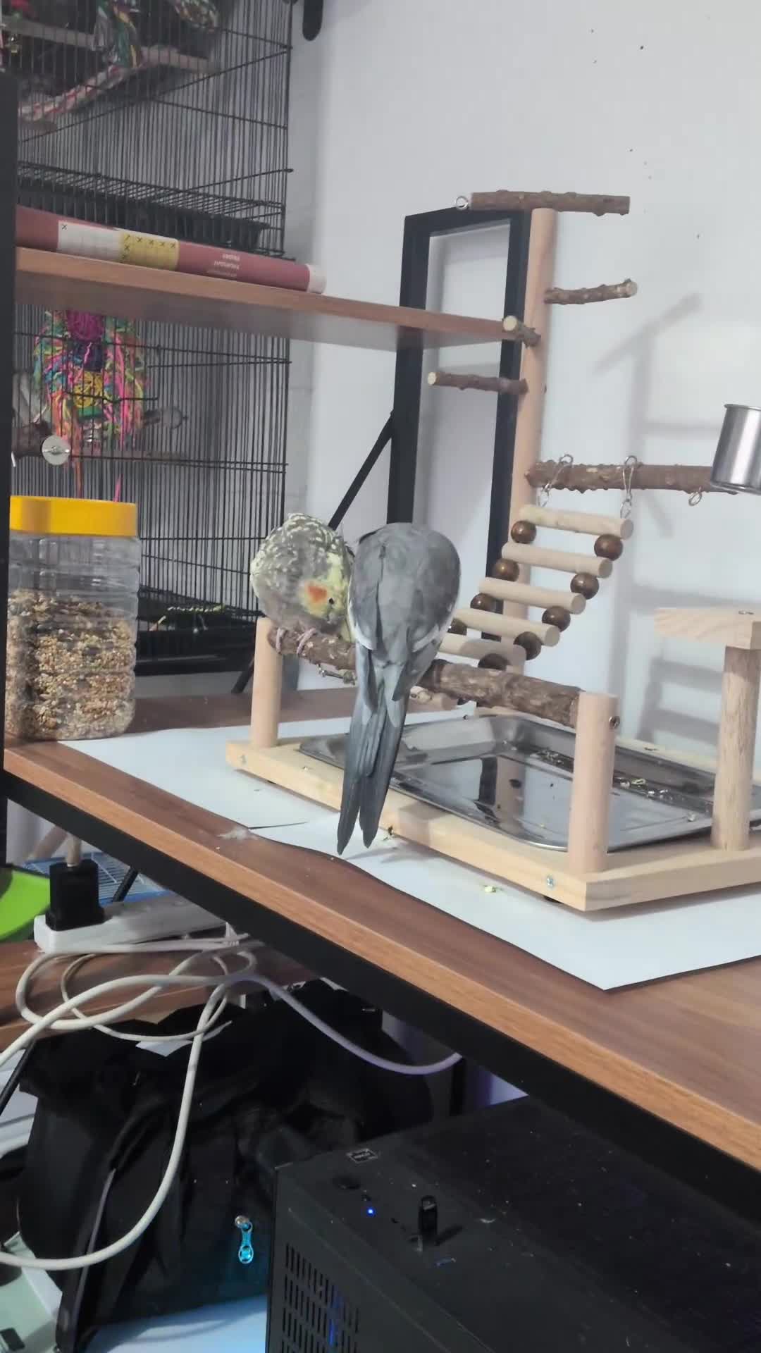 Cockatiels birds for sale: Hand reared, hand tamed, bonded pair of cockatiels - Video 1