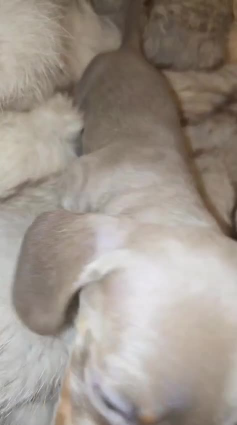 Miniature Dachshund dogs for sale: KC Mini Dachshunds 2 Beautiful girls Ready!! - Video 4