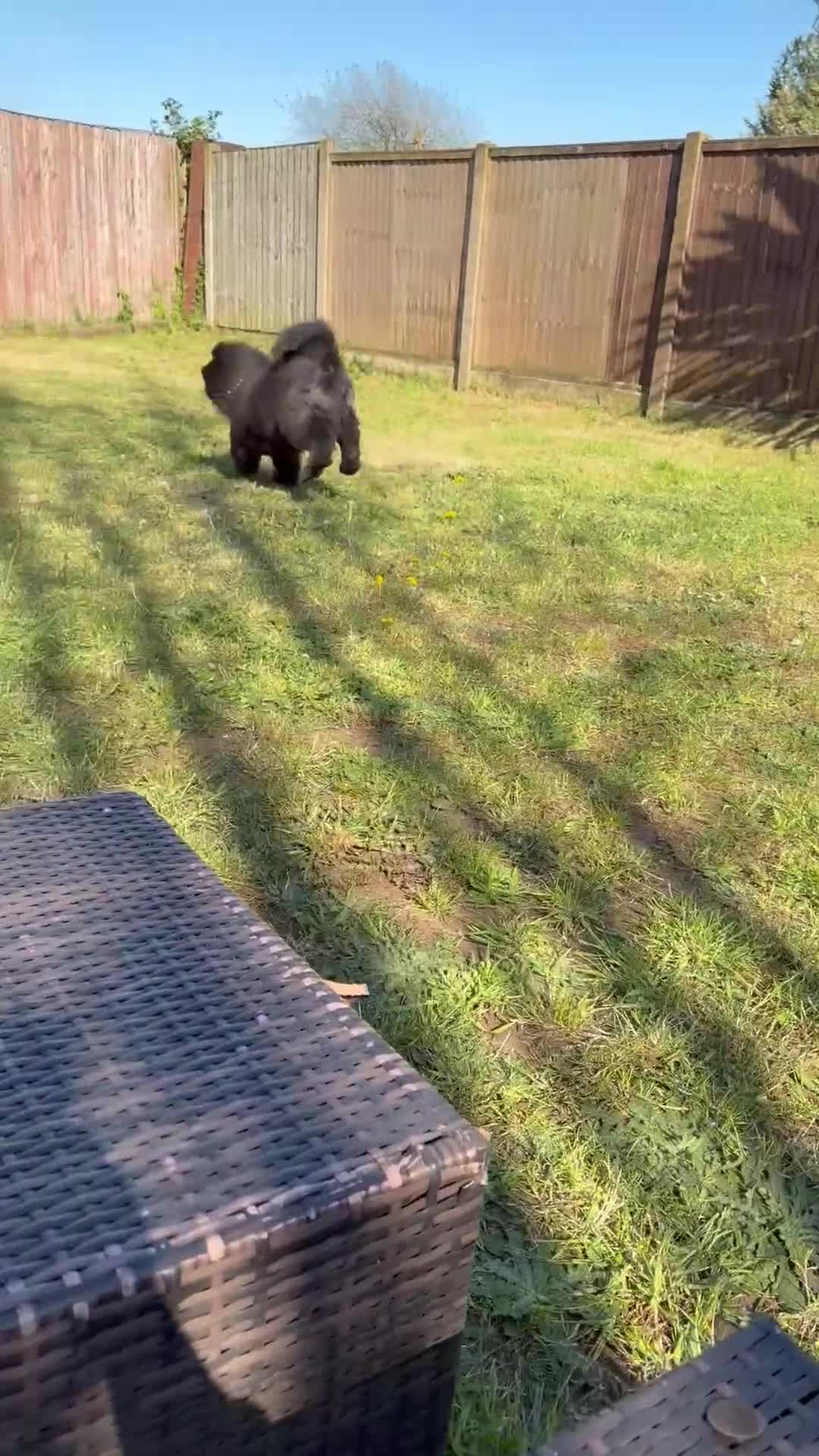 Chow Chow dogs for sale: Entire male for sale 2 years  - Video 1