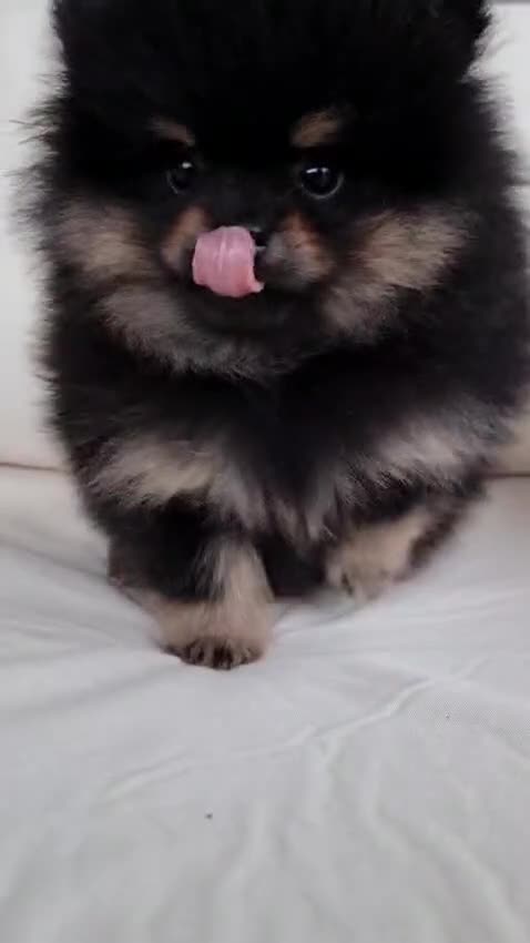 Pomeranian dogs for sale: Pomeranian puppies for sale!!! - Video 1