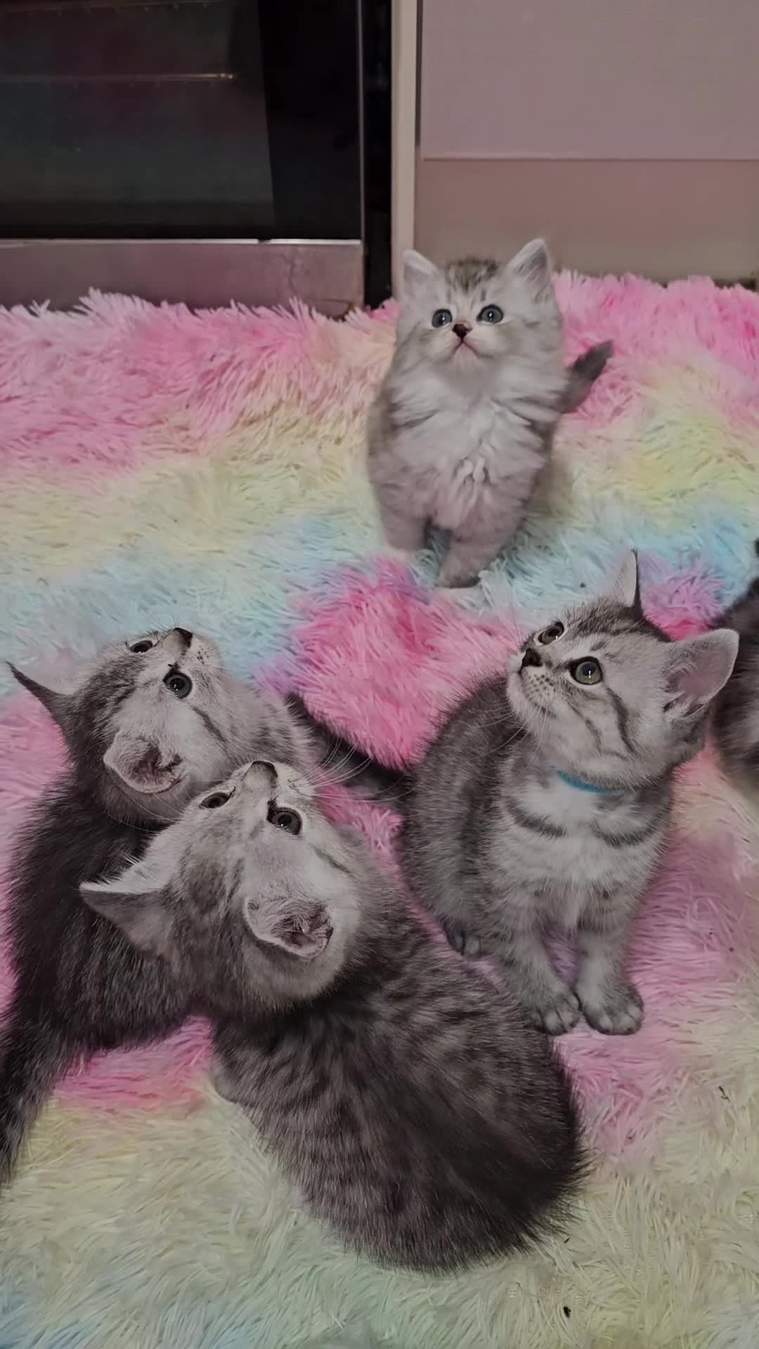 Mixed Breed cats for sale: 4 Beautiful Persian cross kittens  - Video 1