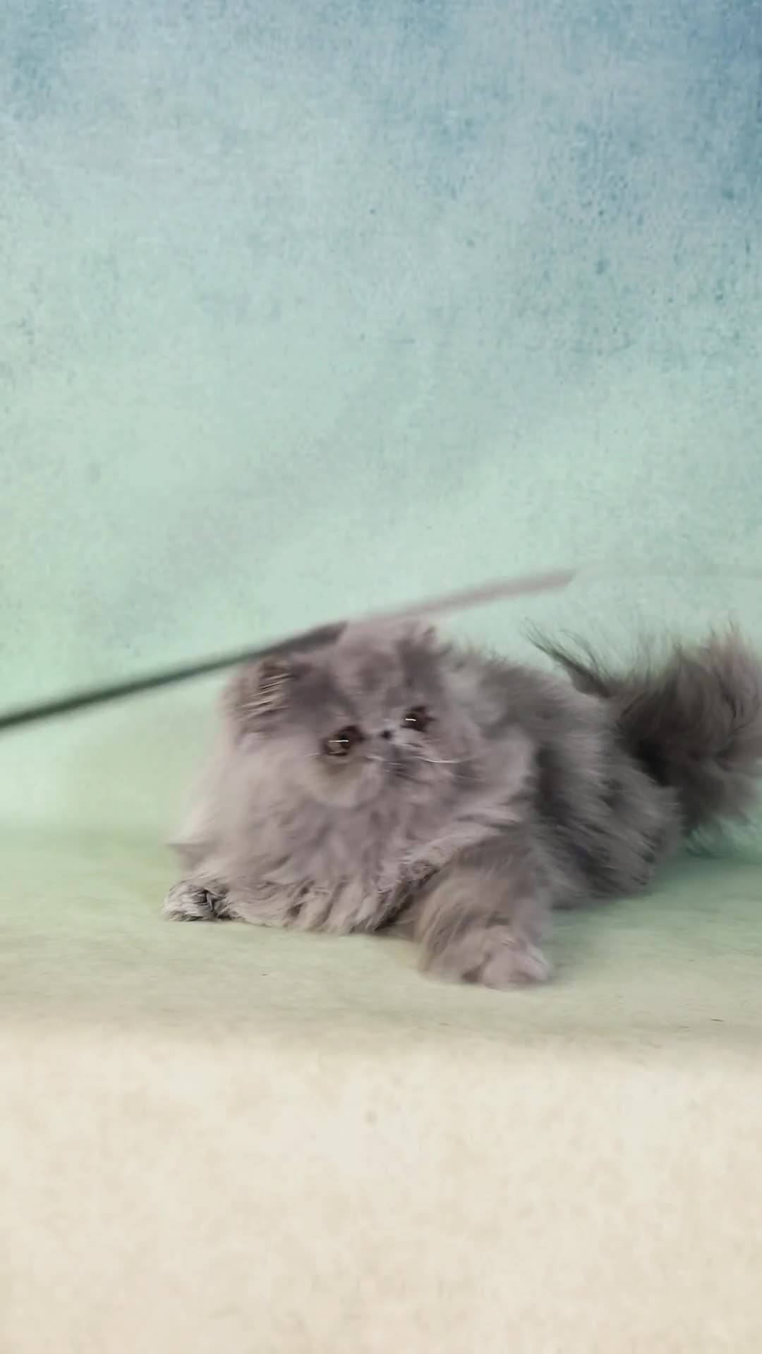Persian cats for sale: CFA registered pedigree persian cat girl for sale - Video 1