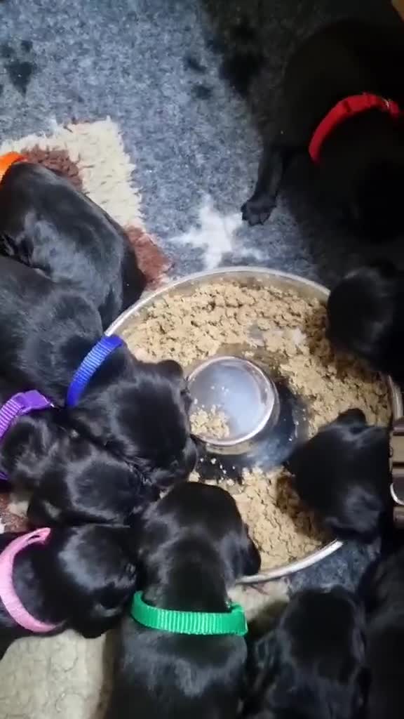 Mixed Breed dogs for sale: Rottweiler/Staffy x Sprocker - Video 1