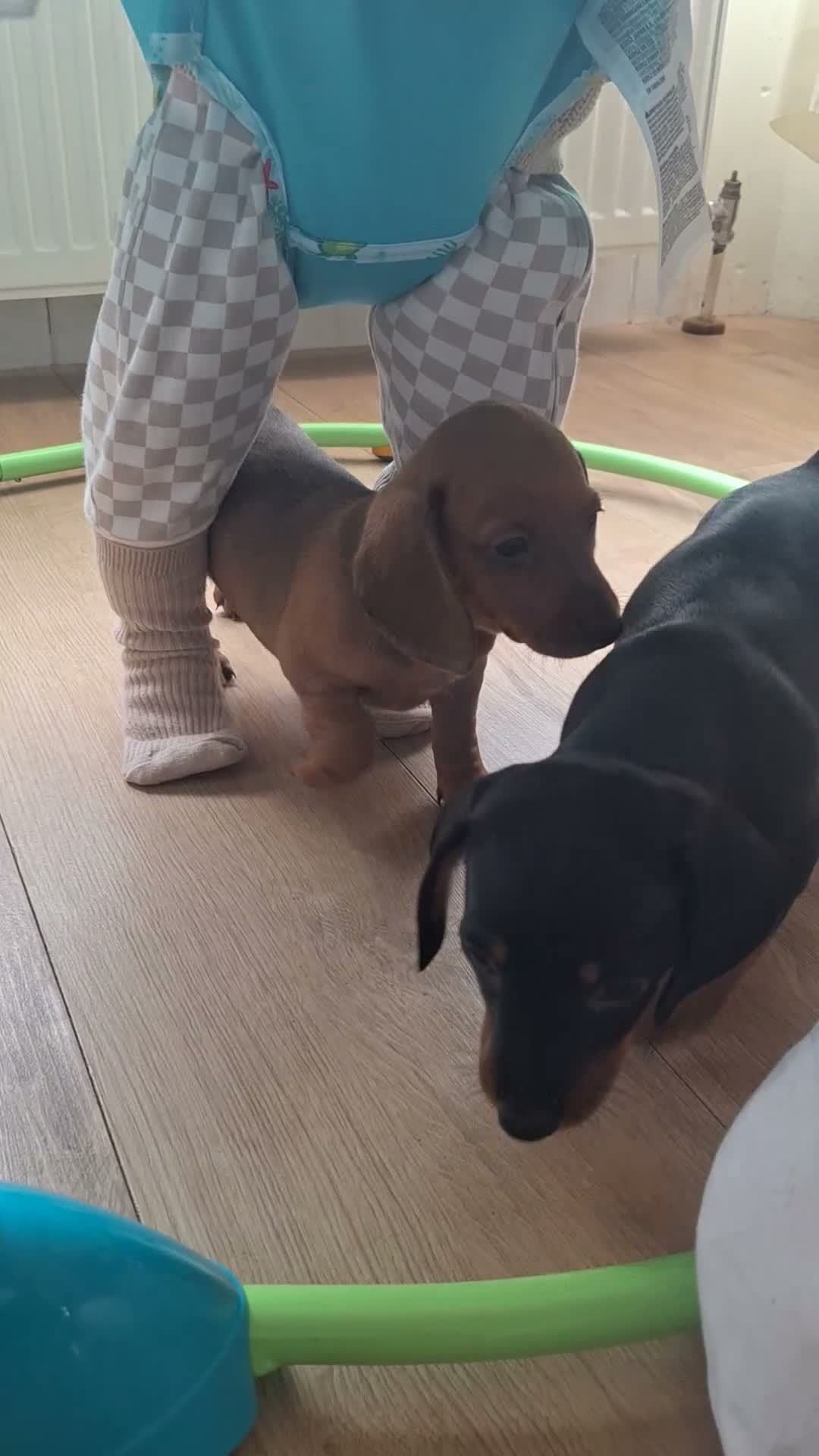Dachshund dogs for sale: 2 gorgeous dachshund pups for sale - Video 1