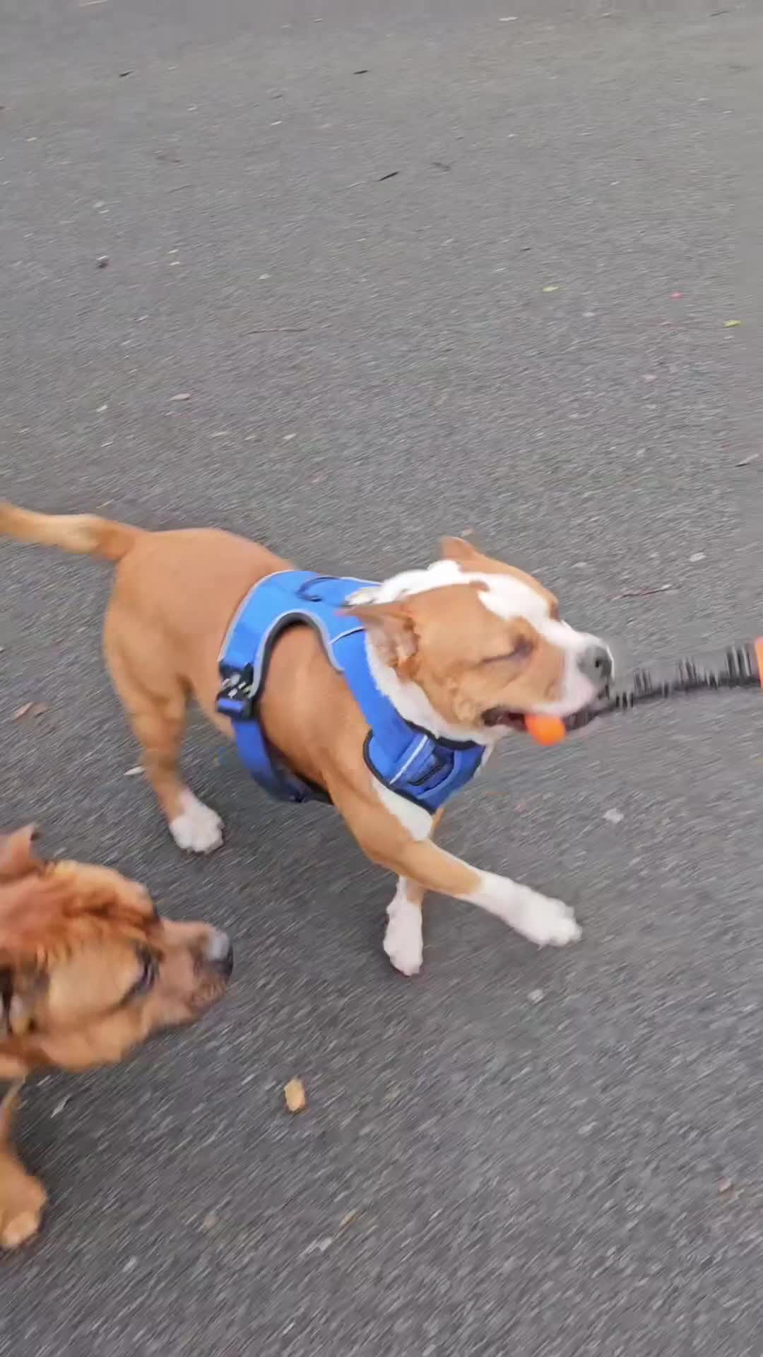 Staffordshire Bull Terrier dogs for stud: 🥨ZEUS PIED PERFECTION 🥨 COI 2.1% in Rochdale - Video 3