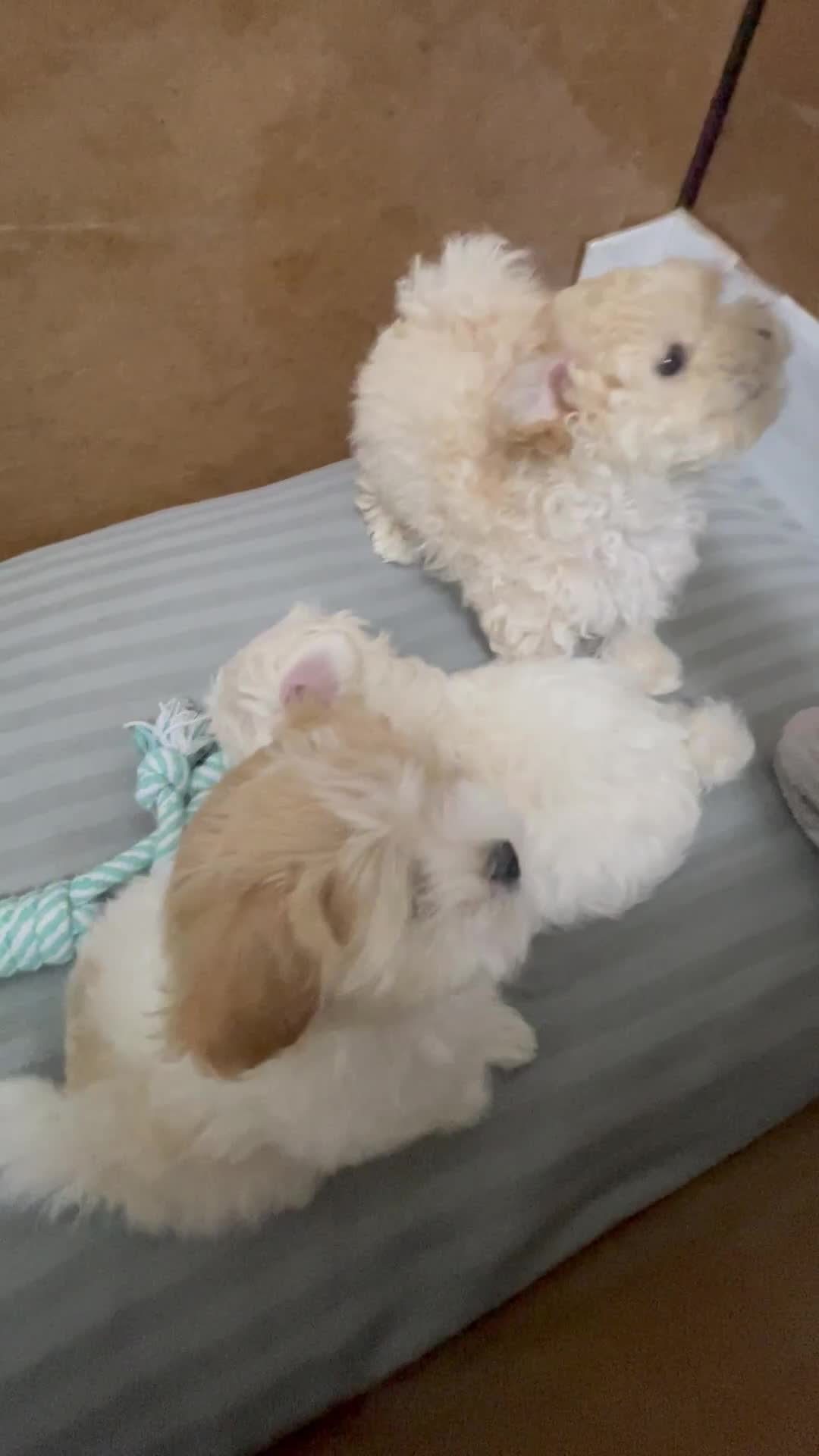 Maltipoo dogs for sale: Tiny F1B Korean maltipoos  - Video 2