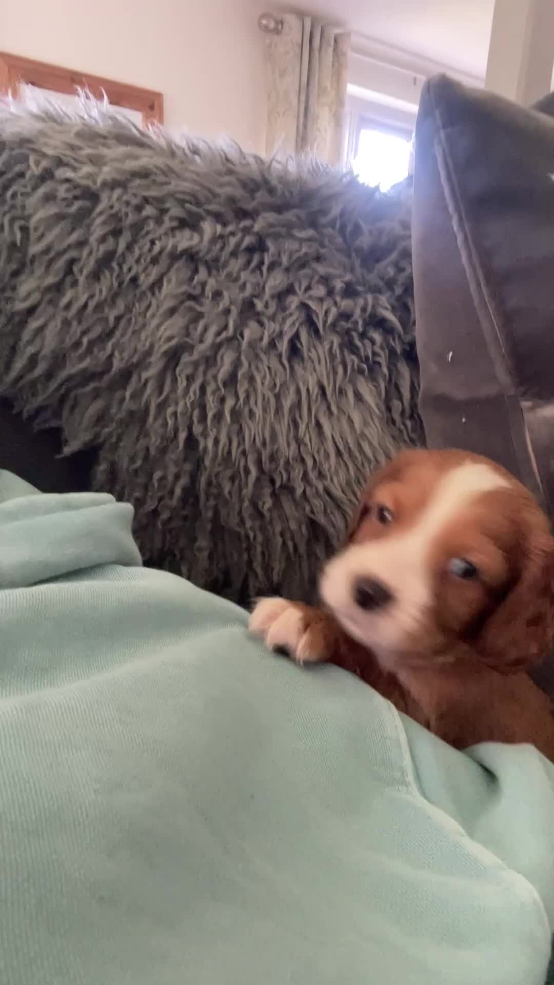 Cocker Spaniel dogs for sale: KC Reg Beautiful Working Cocker puppies DNA tested - Video 5