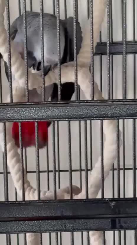 Parrots birds for sale: Hand reared congo African Grey  baby - Video 1