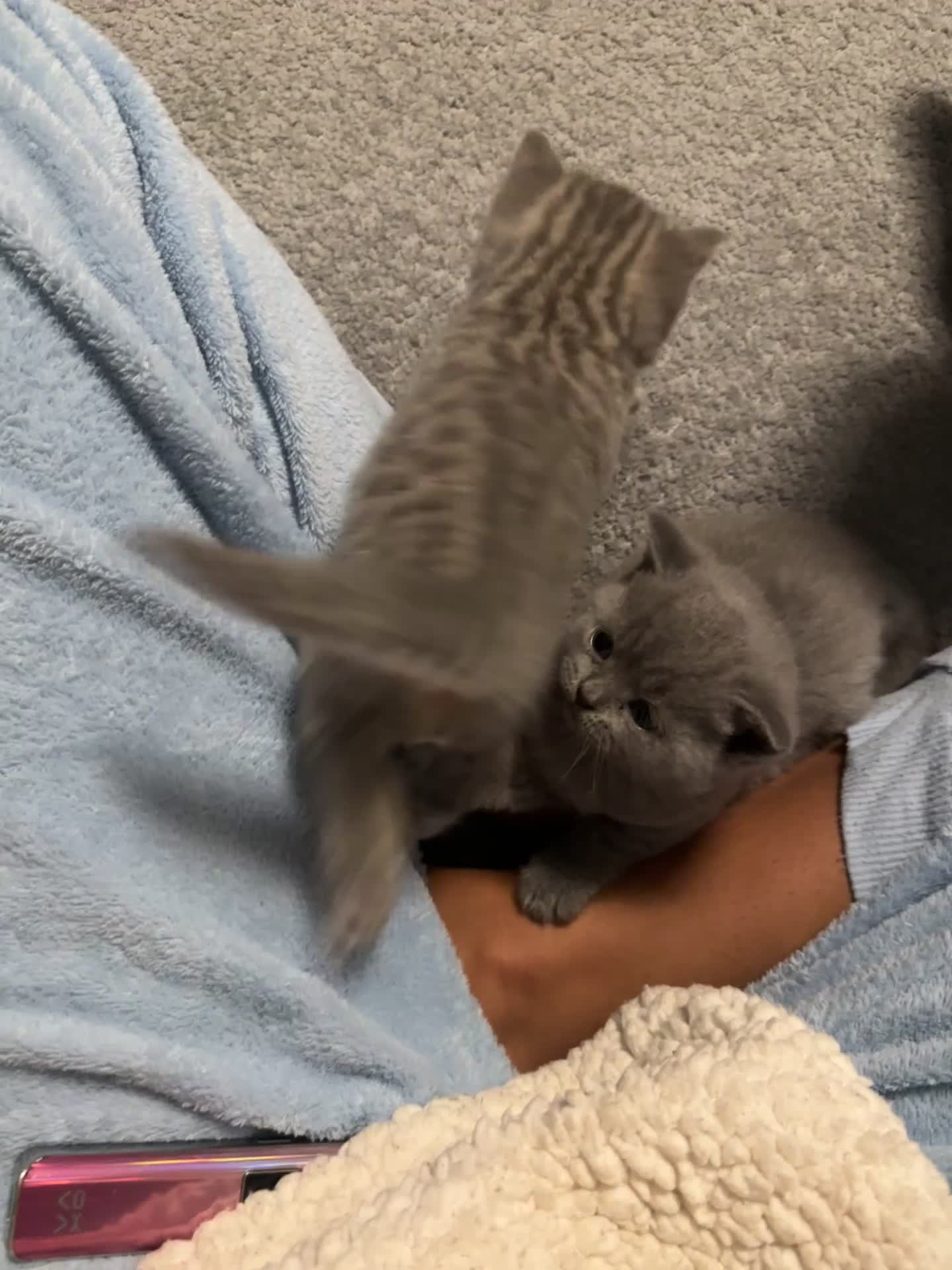 British Shorthair cats for sale: 👉 British Shorthair Kittens – Ready 14 Feb - Video 4