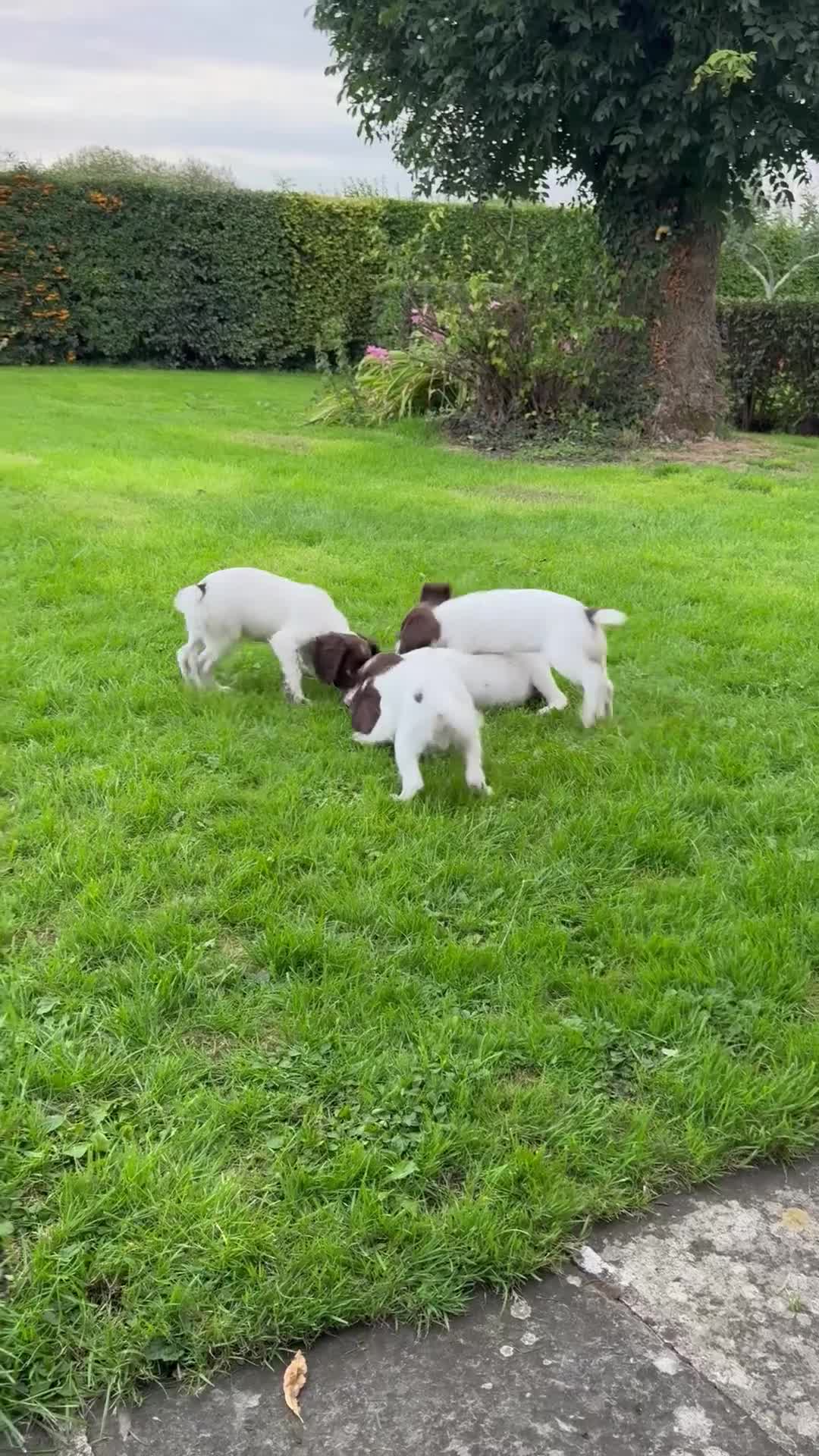 English Springer Spaniel dogs for sale: READY TO GO KC REG ESS PUPPIES - Video 3