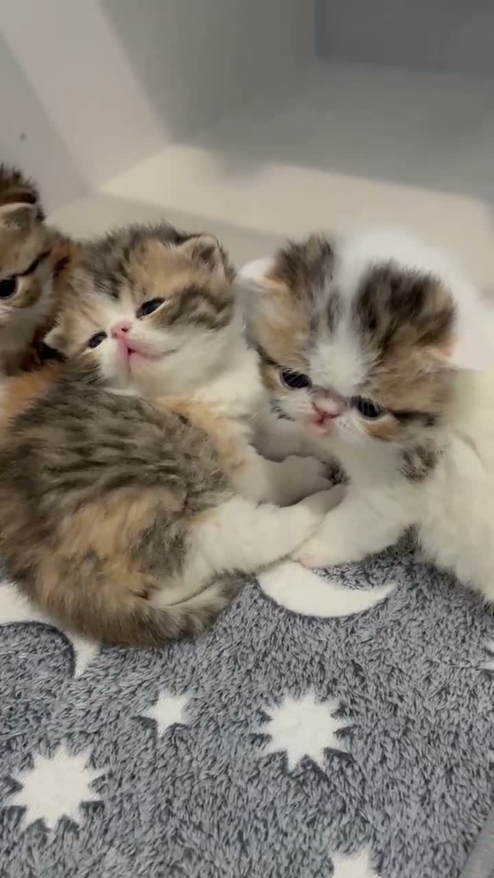 Exotic cats for sale:  ** 🔥OUTSTANDING EXOTIC SHORTHAIRS 🔥 - Video 2