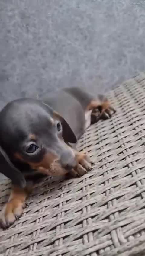 Miniature Dachshund dogs for sale: Tiny Blue and tan miniture daschound  - Video 1