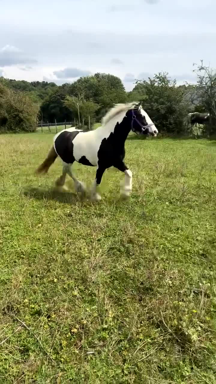 Irish Cob horses for sale: Gyspy offers considered - Video 3