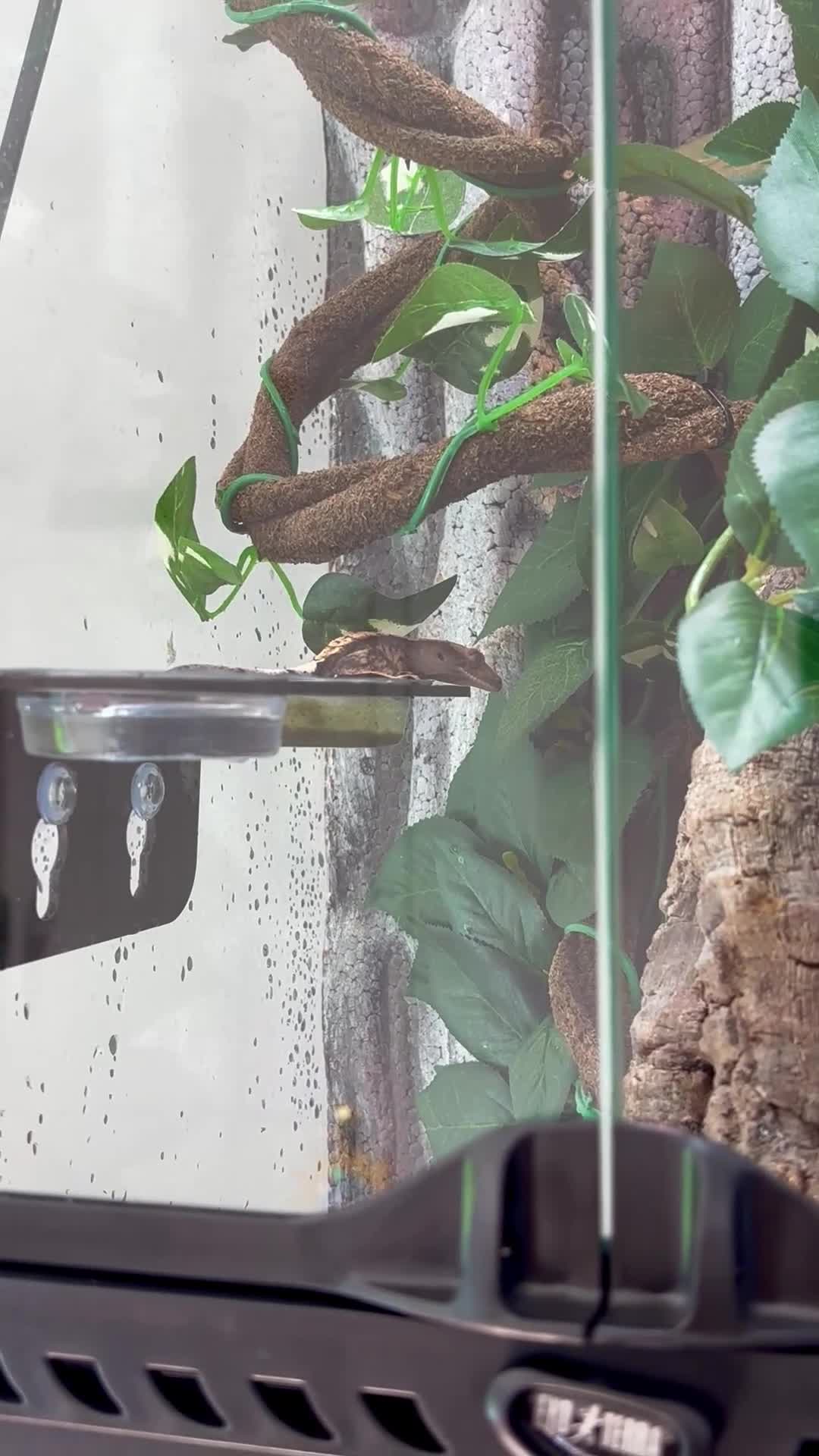 Gecko reptiles for sale: Male crested gecko - Video 1