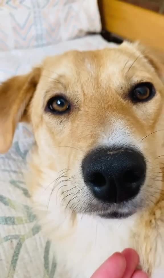 Mixed Breed dogs for sale: Adopt friendly Rocky in foster home in Hampshire - Video 1