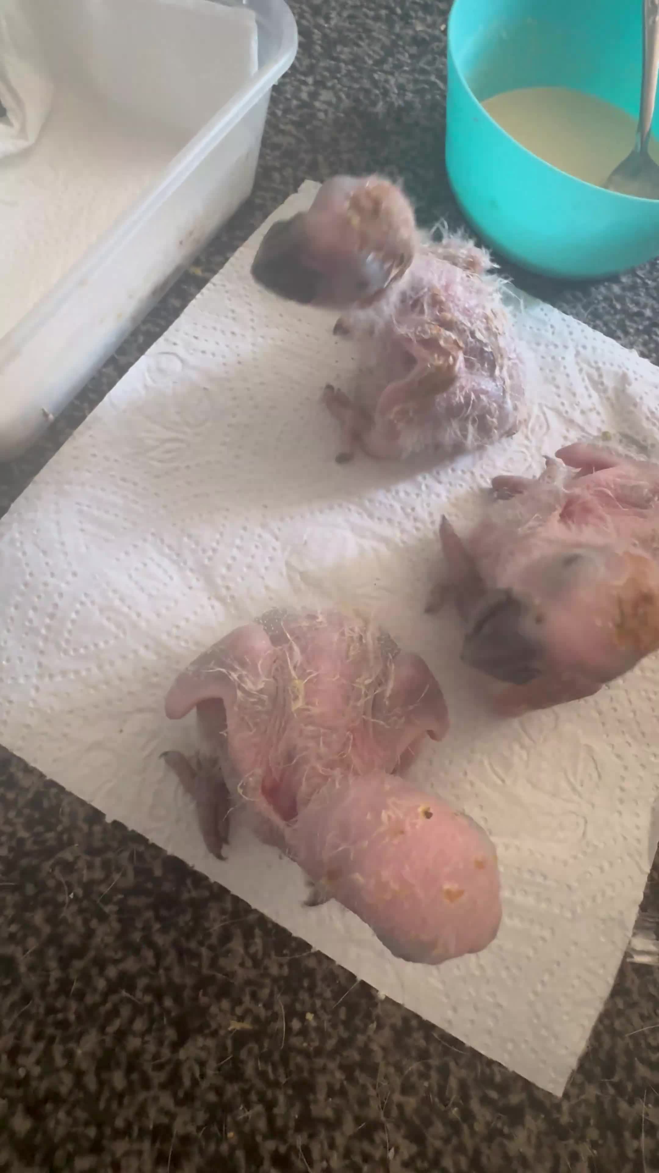 Parrots birds for sale: Baby hand reared African Greys  in Ellesmere Port - Video 1