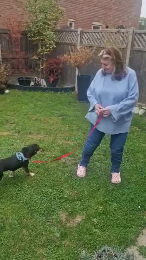 Mixed Breed dogs for adoption: 💖🐶 TASHA 🐶💖 - Video 1