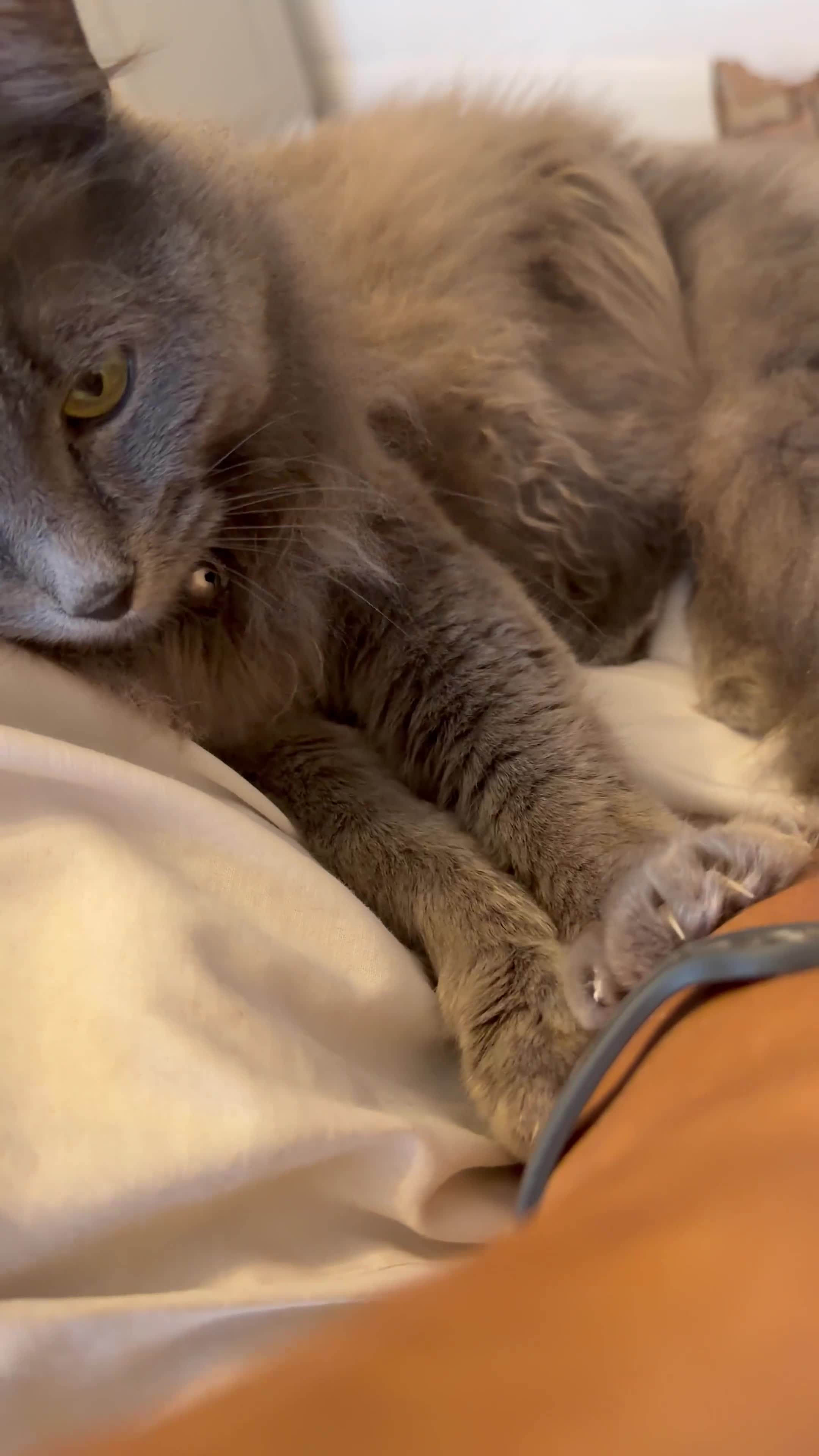 Turkish Angora cats for sale: Blue Turkish Angora Female  - Video 2