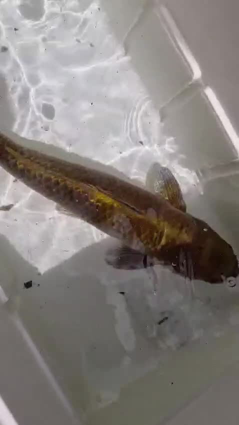 Koi Carp fish for sale: Koi carp mixed variety  in Barnet - Video 4