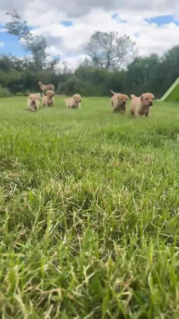 Labrador Retriever dogs for sale: 8 beautiful labradors for sale.  - Video 1