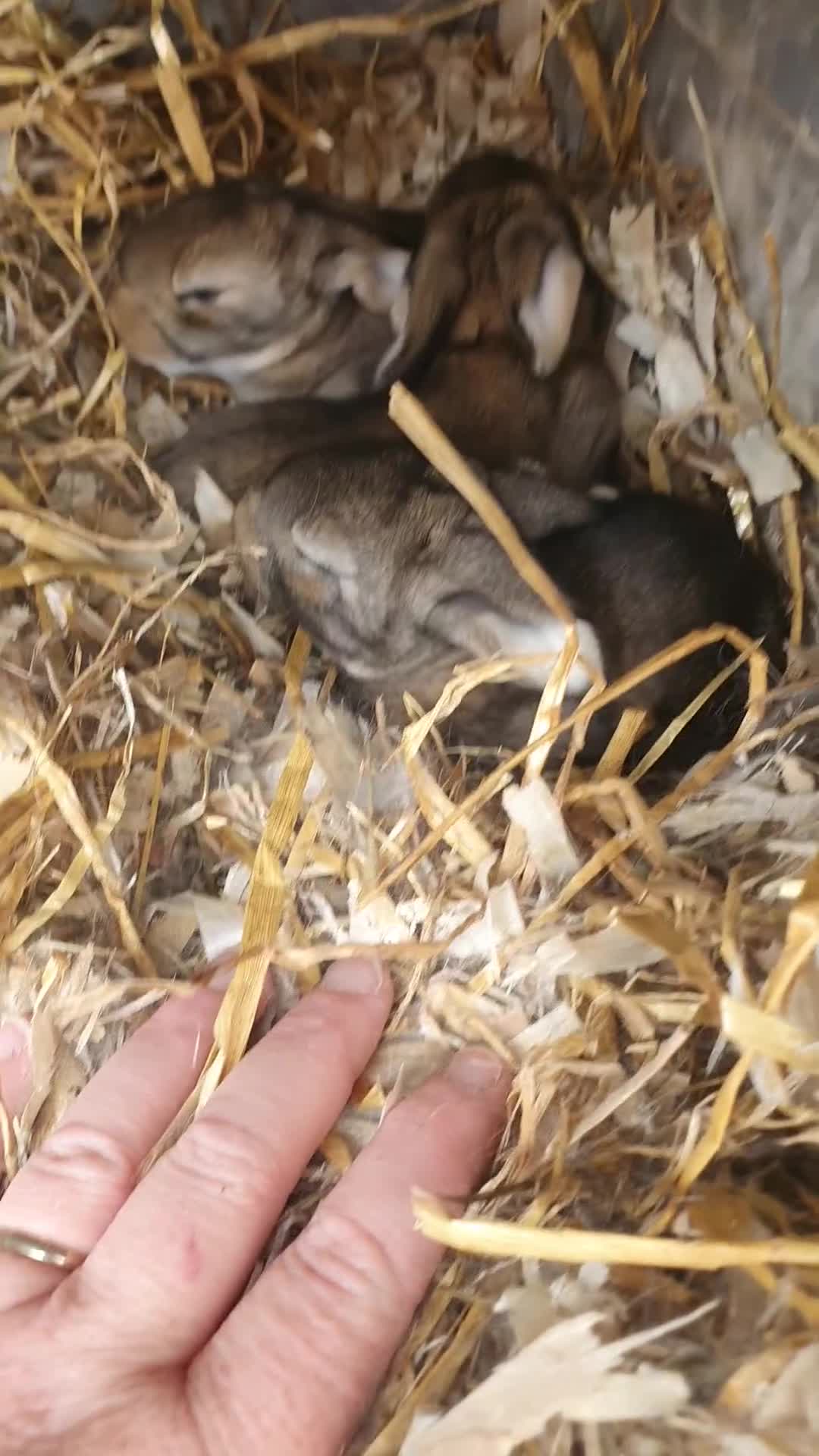 French Lop rabbits for sale: Giant French Lop doe and 3 babies - Video 2