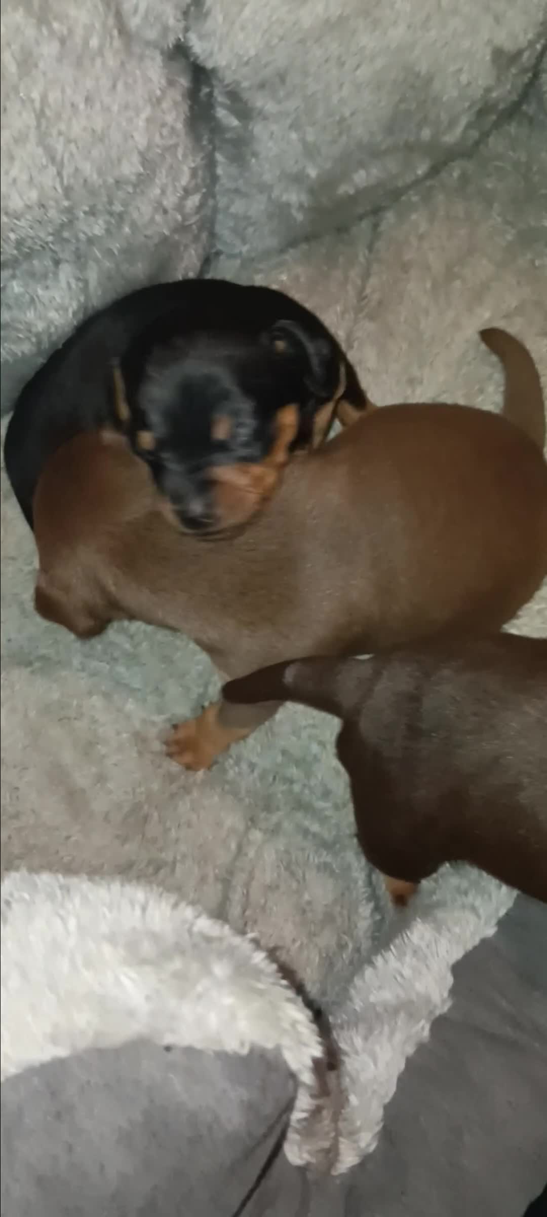 Miniature Pinscher dogs for sale: ONLY 1 BOY LEFT Beautiful miniature pinscher  - Video 1