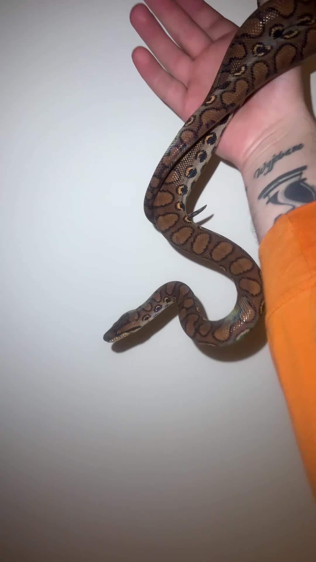 Boa Snake reptiles for sale: Fiona the Brazilian Rainbow Boa - Gentle Beauty in Southampton - Video 1