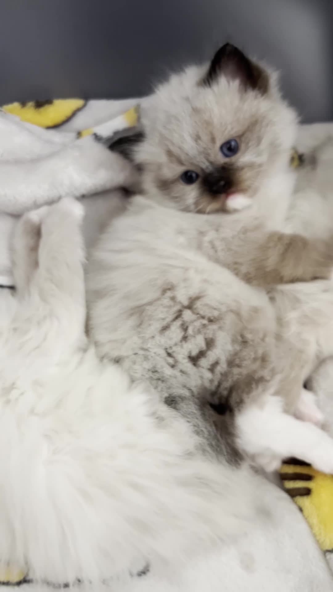 Ragdoll cats for sale: Pedigree Ragdoll Kittens 1 Girl & 1 Boy Available  - Video 2