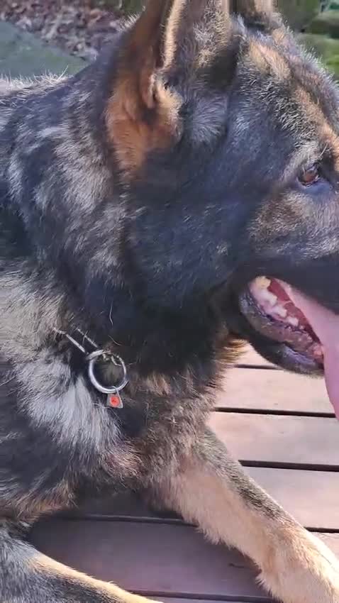 German Shepherd dogs for sale: CZECH DDR WEST GERMAN OLD BLOODLINE KC - Video 2