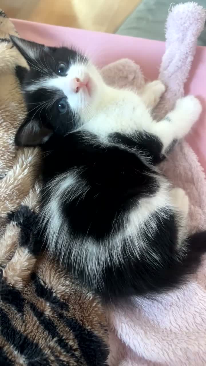 Mixed Breed cats for sale: Male kitten Raggamuffin/tabby mix  - Video 2