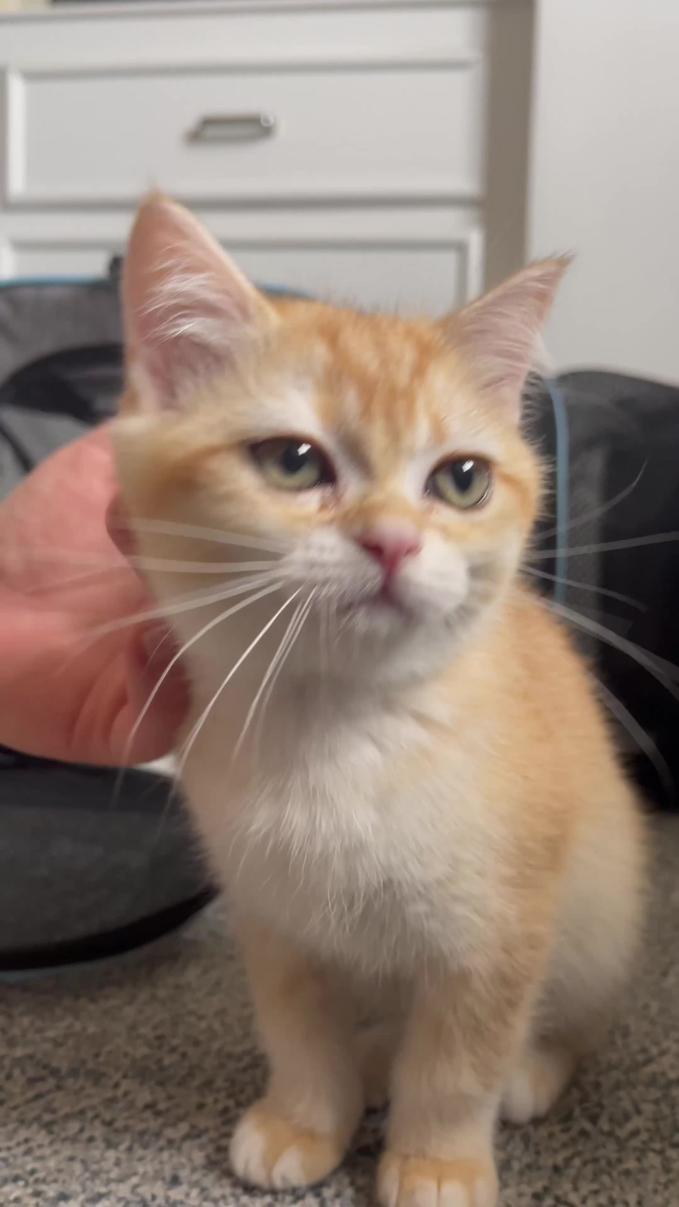 British Longhair cats for sale: British Shorthair Golden Kittens 2 Beautiful Girls in Grays - Video 4
