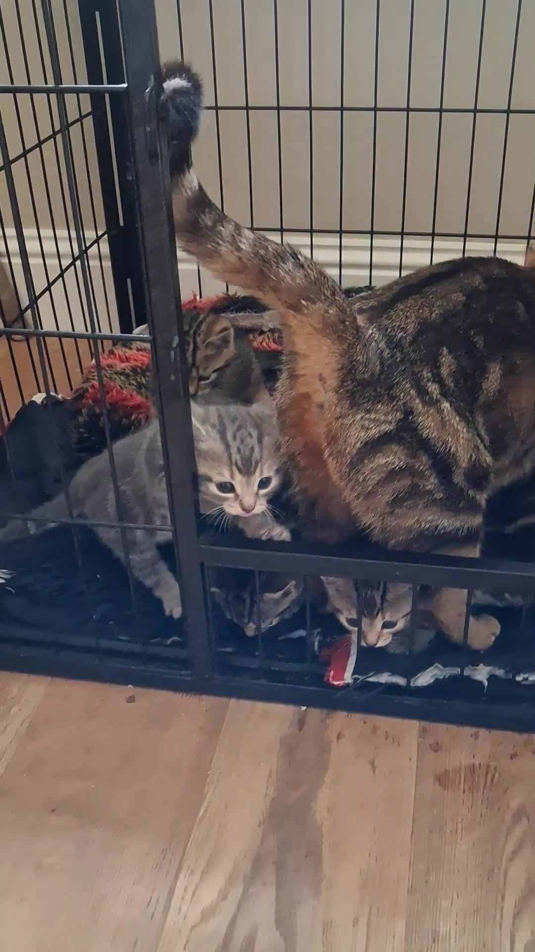 Bengal cats for sale: Beautiful part Bengal kittens - Video 1