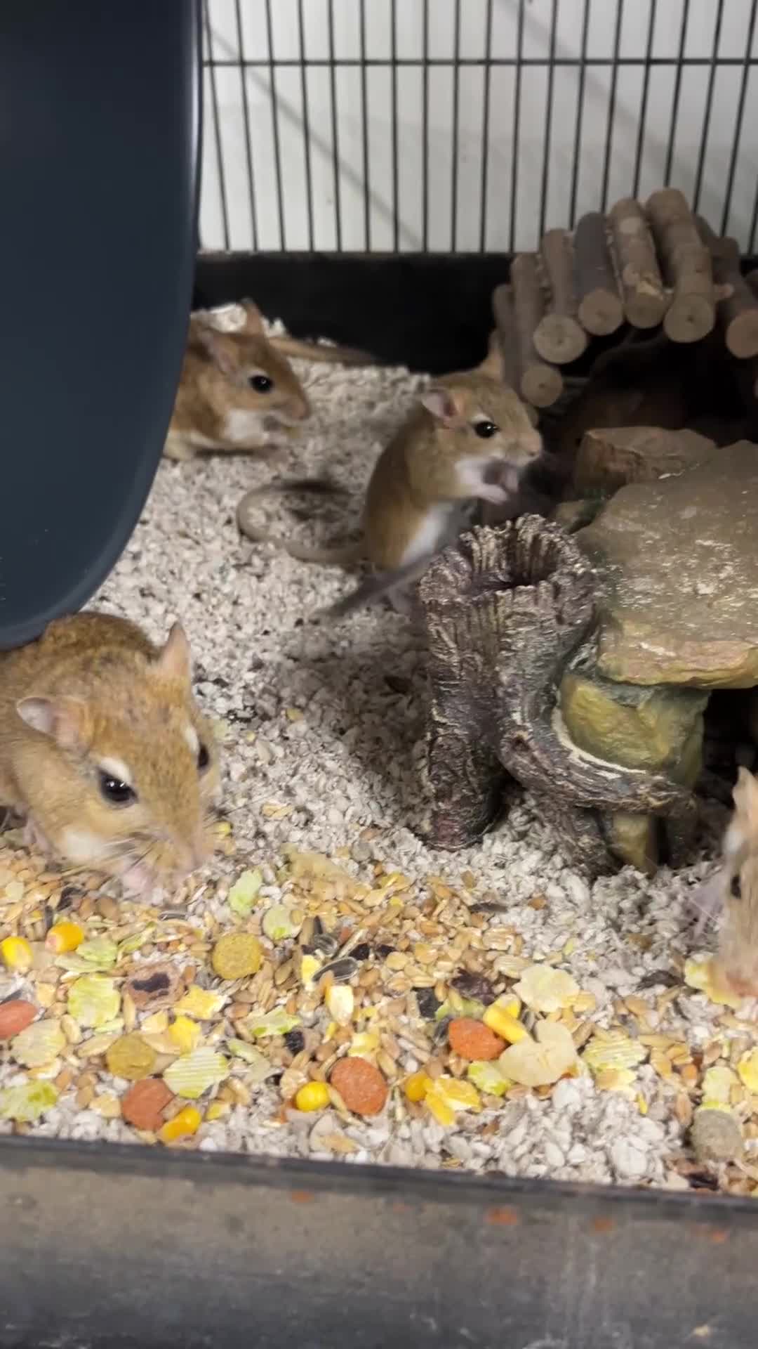 Gerbil rodents for sale: Persian Jirds - Video 2
