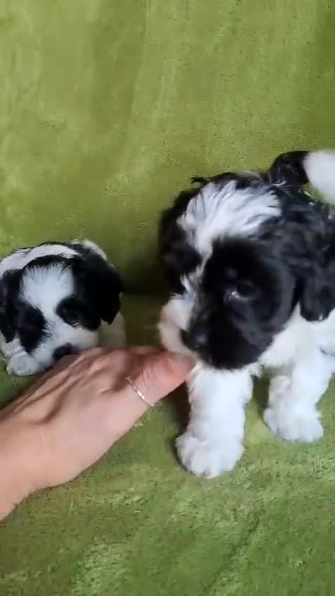 Lhasapoo dogs for sale: Lhasa Apso x Toy Poodle pups. Ready 11.09.25 - Video 1