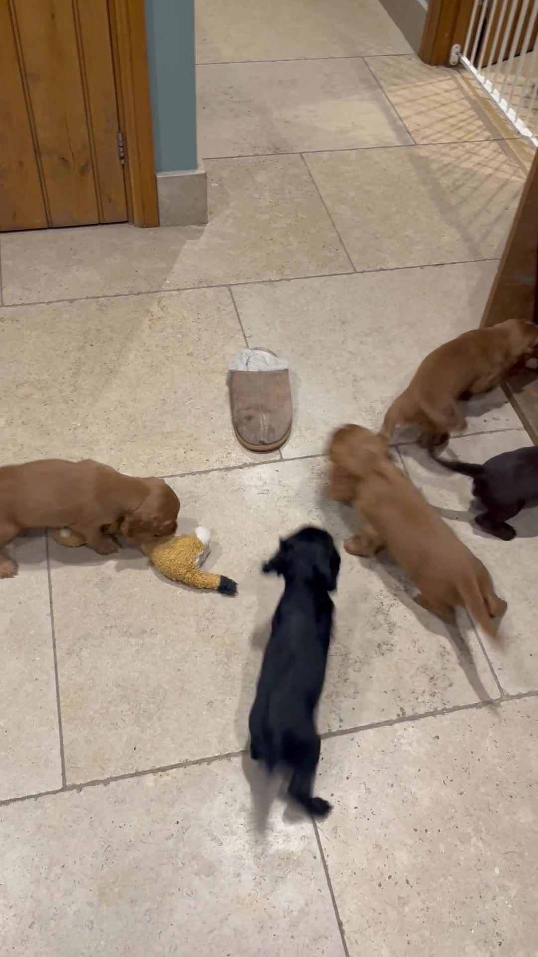 Cocker Spaniel dogs for sale: Beautiful KC registered Cocker Spaniel puppies - Video 3