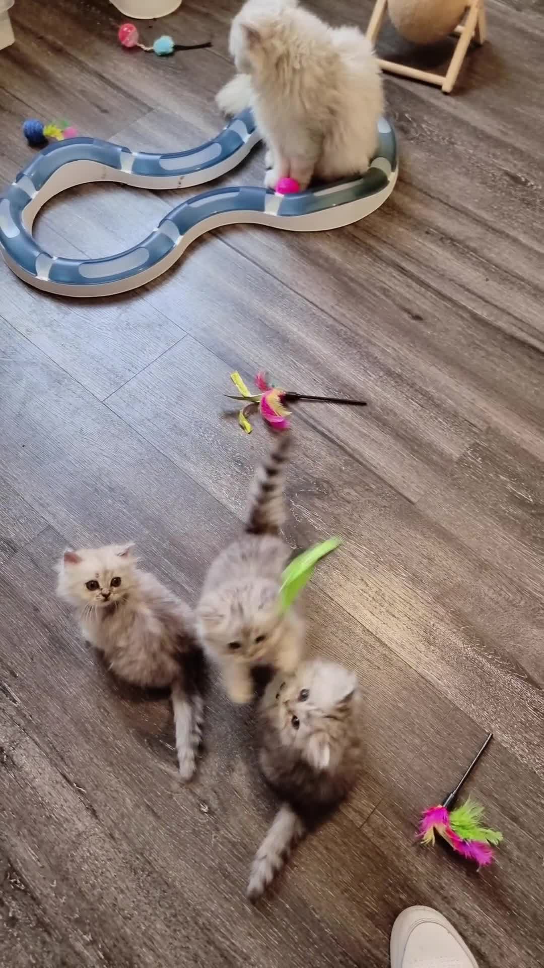 Persian cats for sale: Persian chinchilla  - Video 2