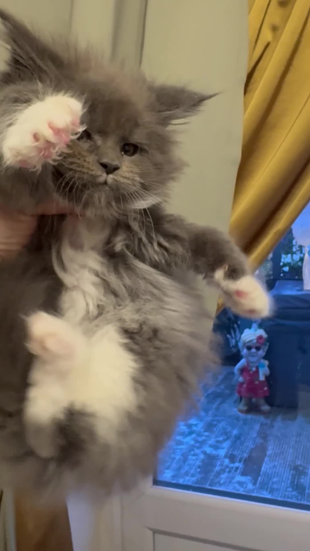 Maine Coon cats for sale: Stunning pedigree Maincoon kittens  - Video 1