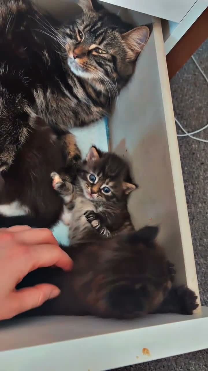 British Longhair cats for sale: 6 toed polydactyl female kitten in Sheffield - Video 1