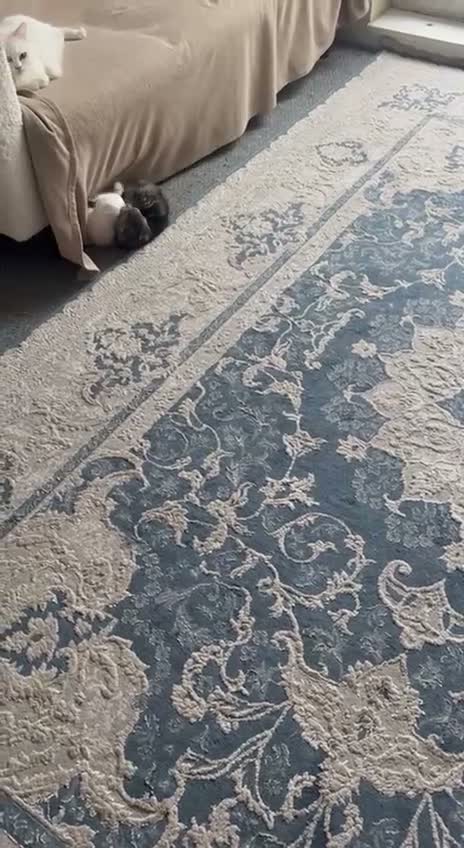 British Shorthair cats for sale: British short hair  - Video 1