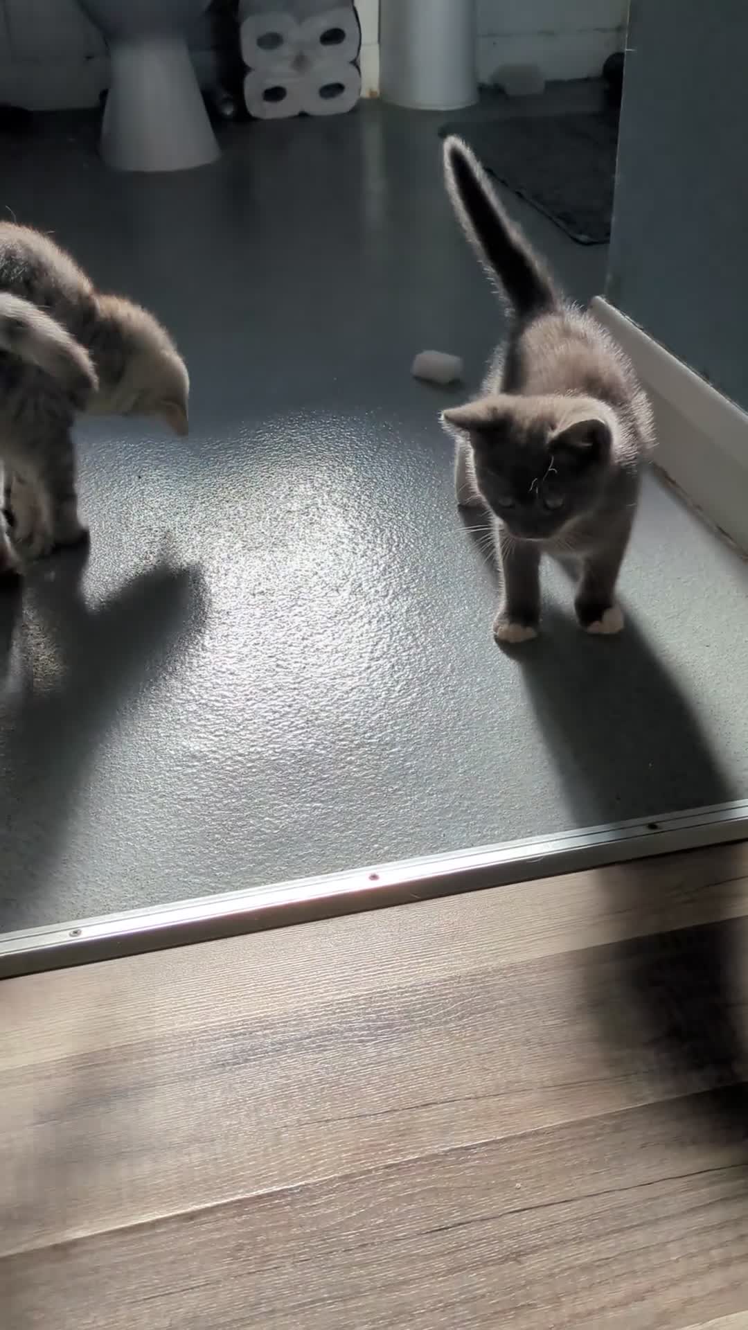 Mixed Breed cats for sale: 2 British Shorthair cross Ragdoll Boys Available  - Video 1