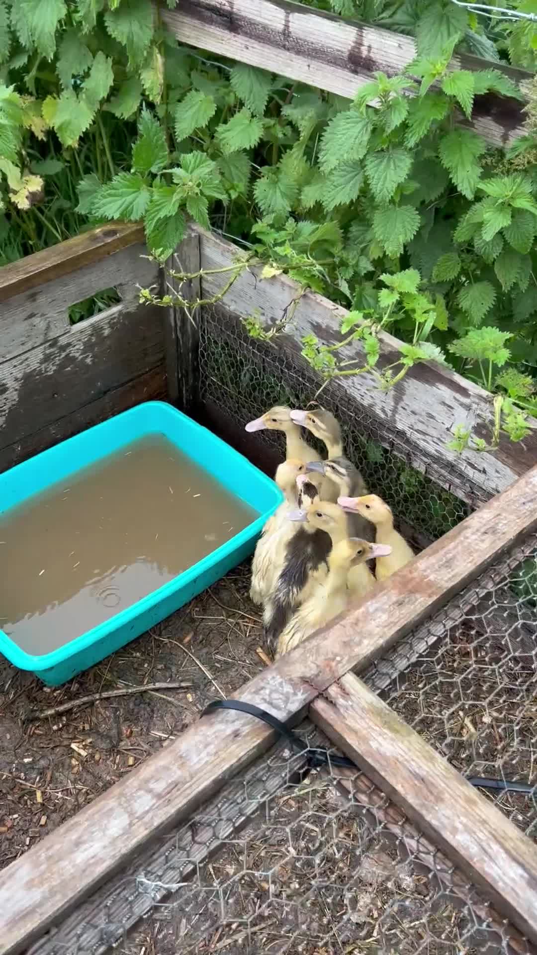 Ducks poultry for sale: Runner ducklings  - Video 1