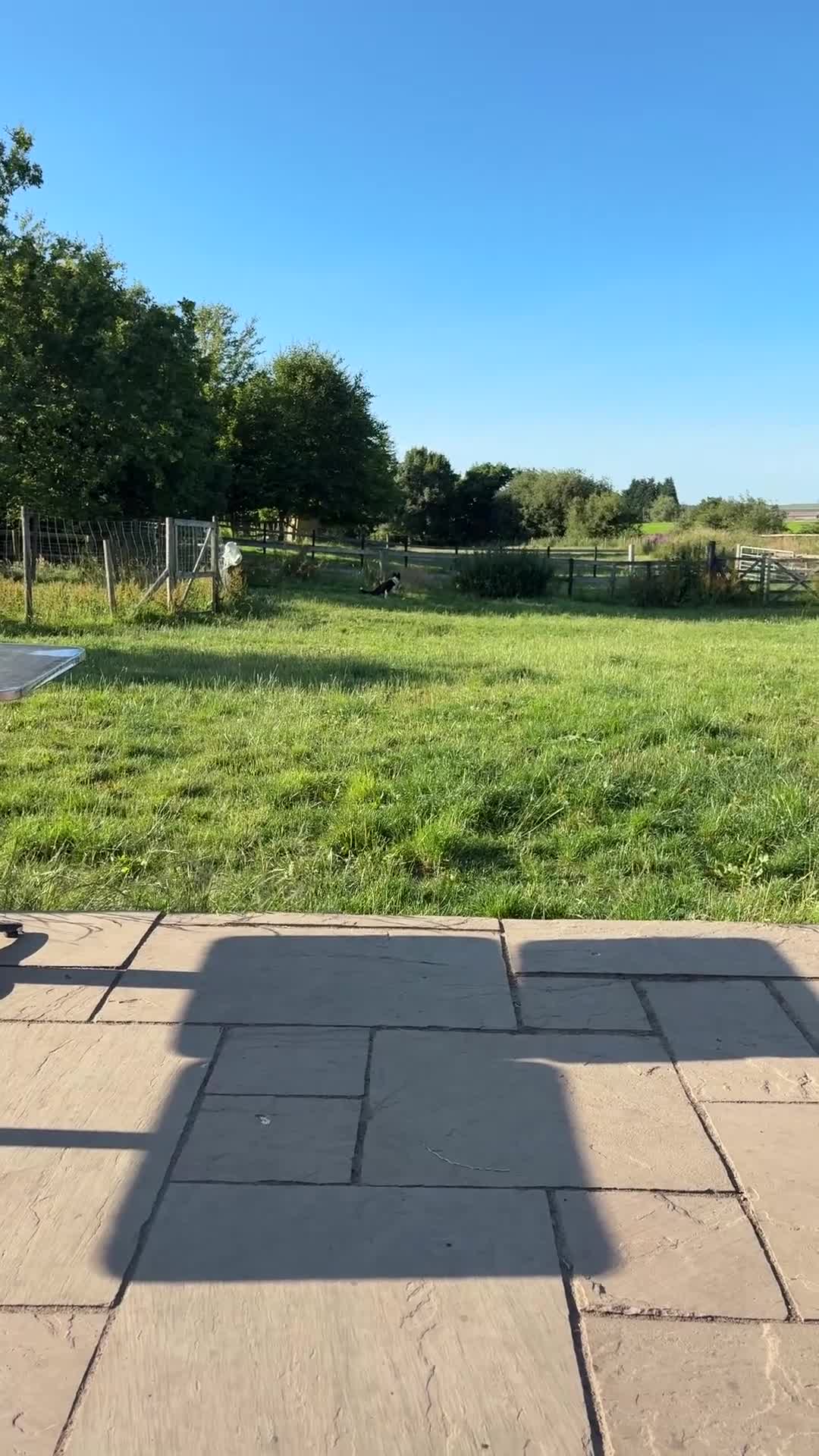 Border Collie dogs for sale: Emma border collie  - Video 1