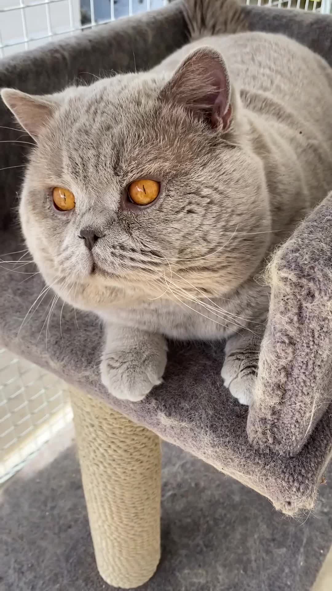 British Shorthair cats for stud: Cocobrownie Barley lilac stud to select females  - Video 2