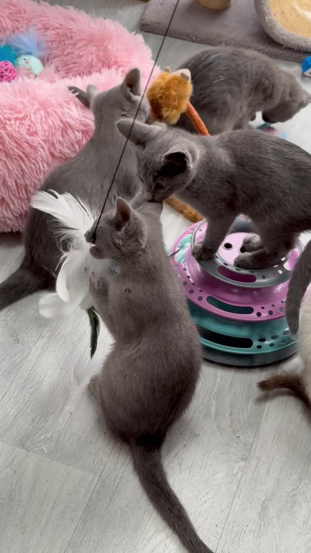 Russian Blue cats for sale: 🥇GCCF AWARD WINNING RUSSIAN BLUES M&F 16 & 9 WKS - Video 1