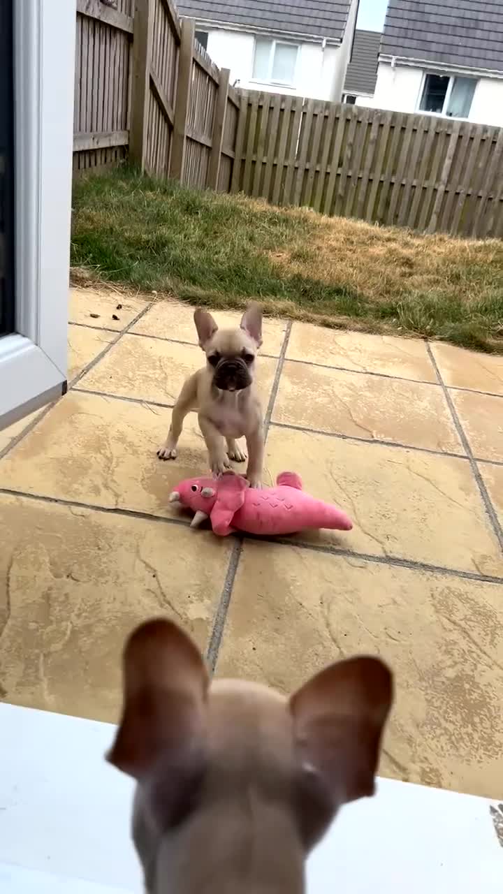 French Bulldog dogs for sale: Tan female French bulldog   - Video 1