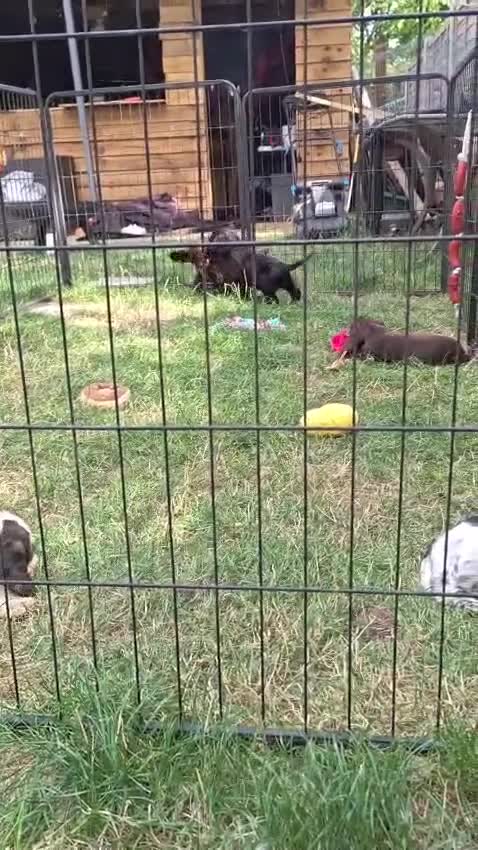 Cocker Spaniel dogs for sale: Kc registered playful show cocker spaniel - Video 3