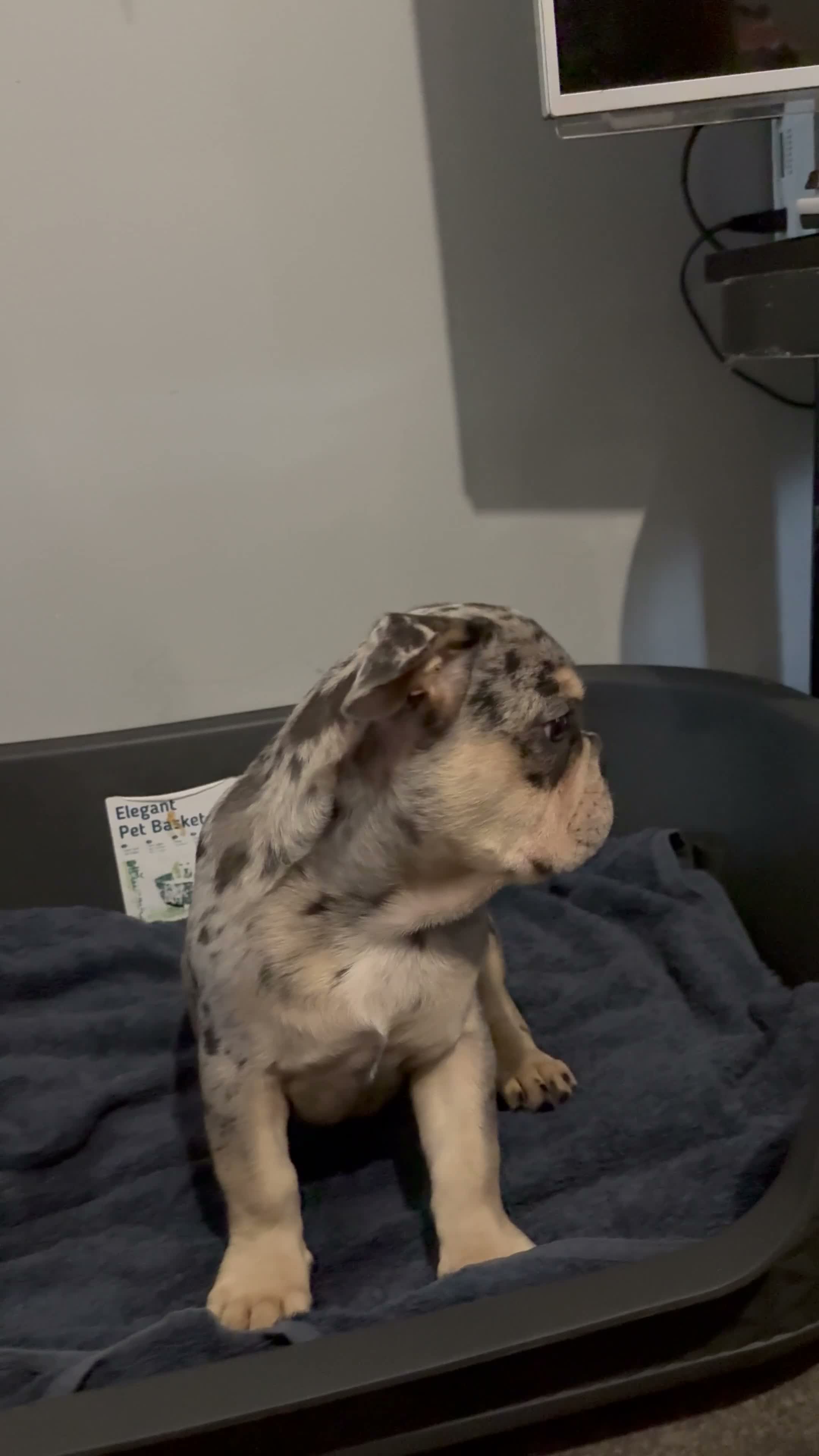 French Bulldog dogs for sale: Last frenchie available!! - Video 1