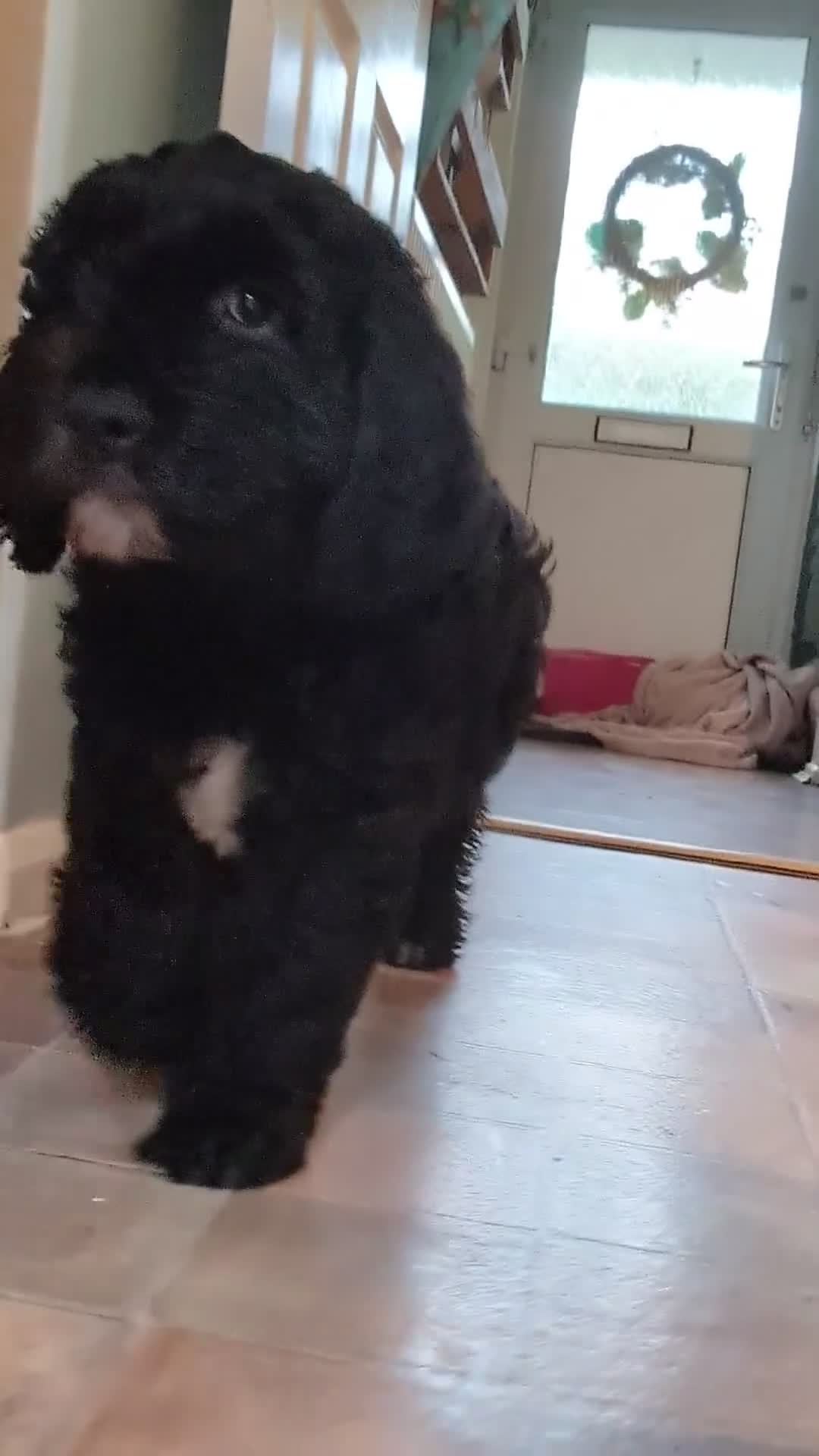 Sheepadoodle dogs for sale: last sheepadoodle  - Video 1