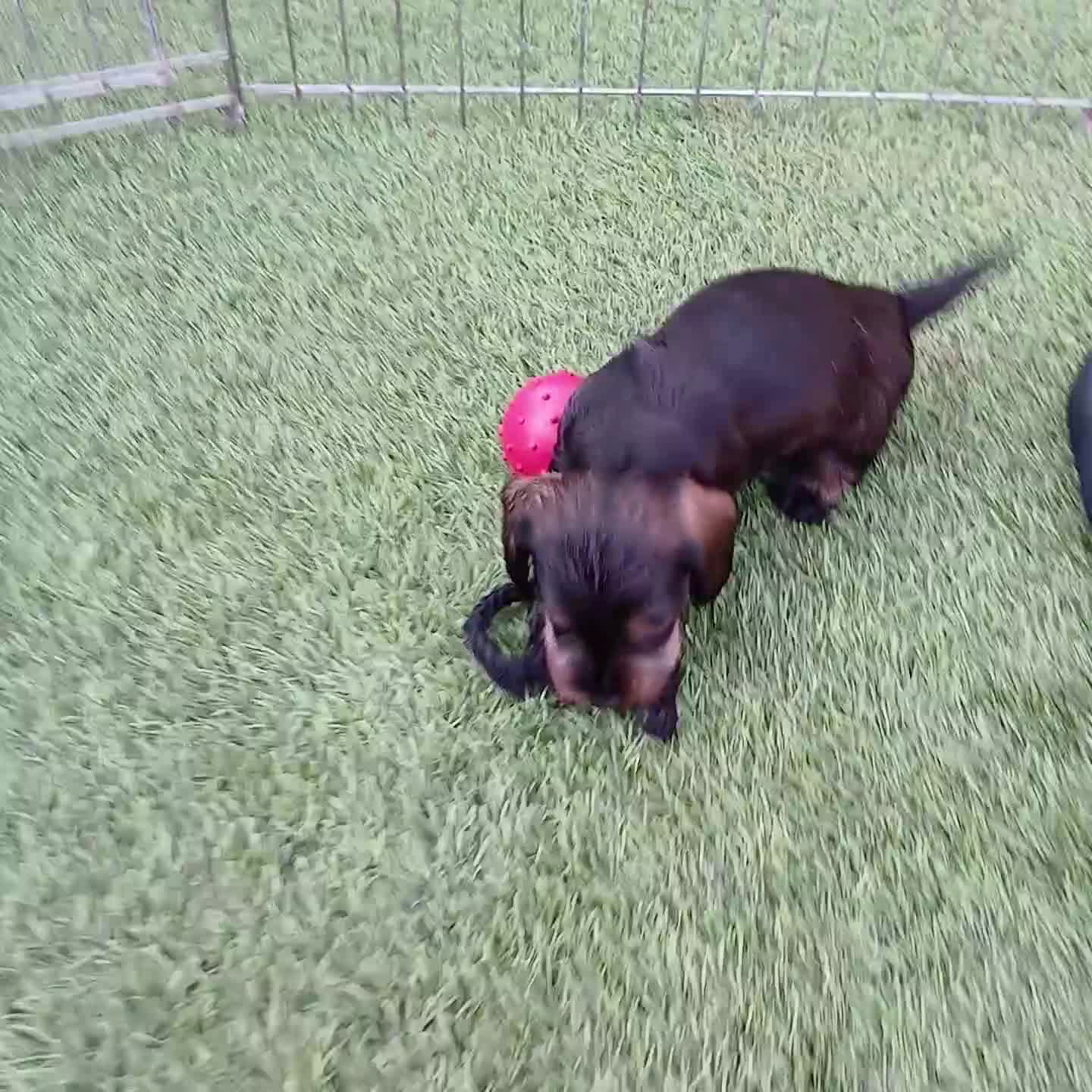 Miniature Dachshund dogs for sale: Miniature Wirehaired Dachshund  - Video 3
