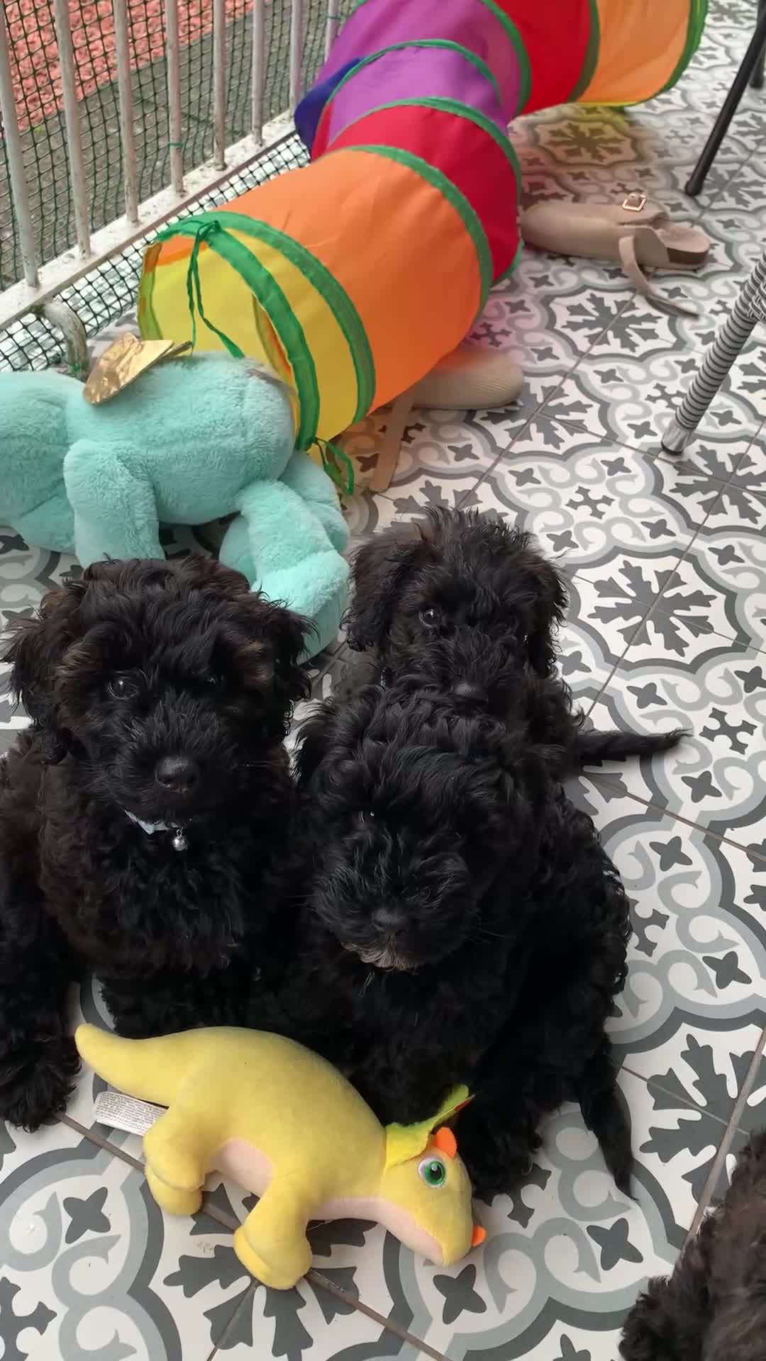 Schnoodle dogs for sale: Black/brown male Schnoodle pups for sale. - Video 1